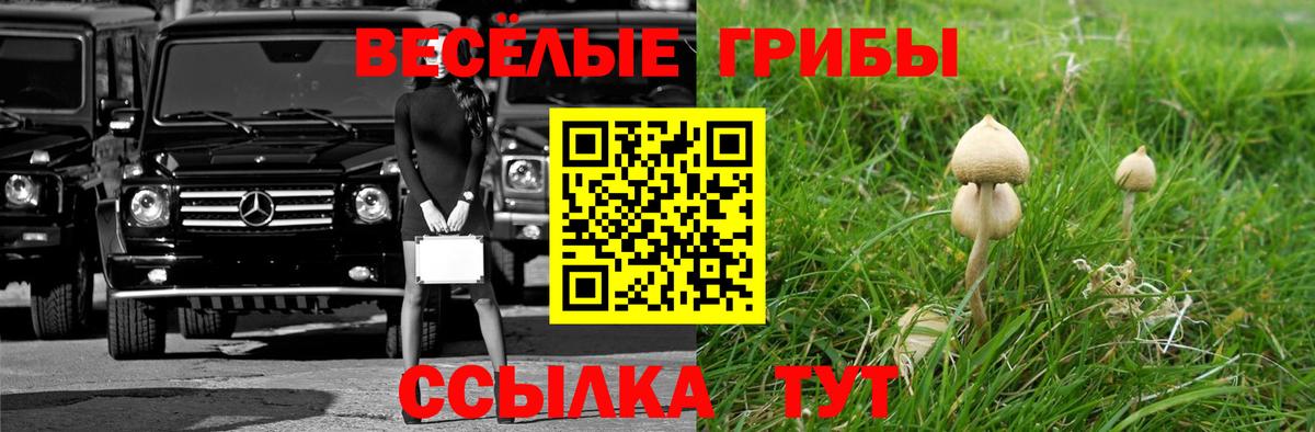 Тутаев  Псилоцибиновые грибы Psilocybe  Вход с VPN 